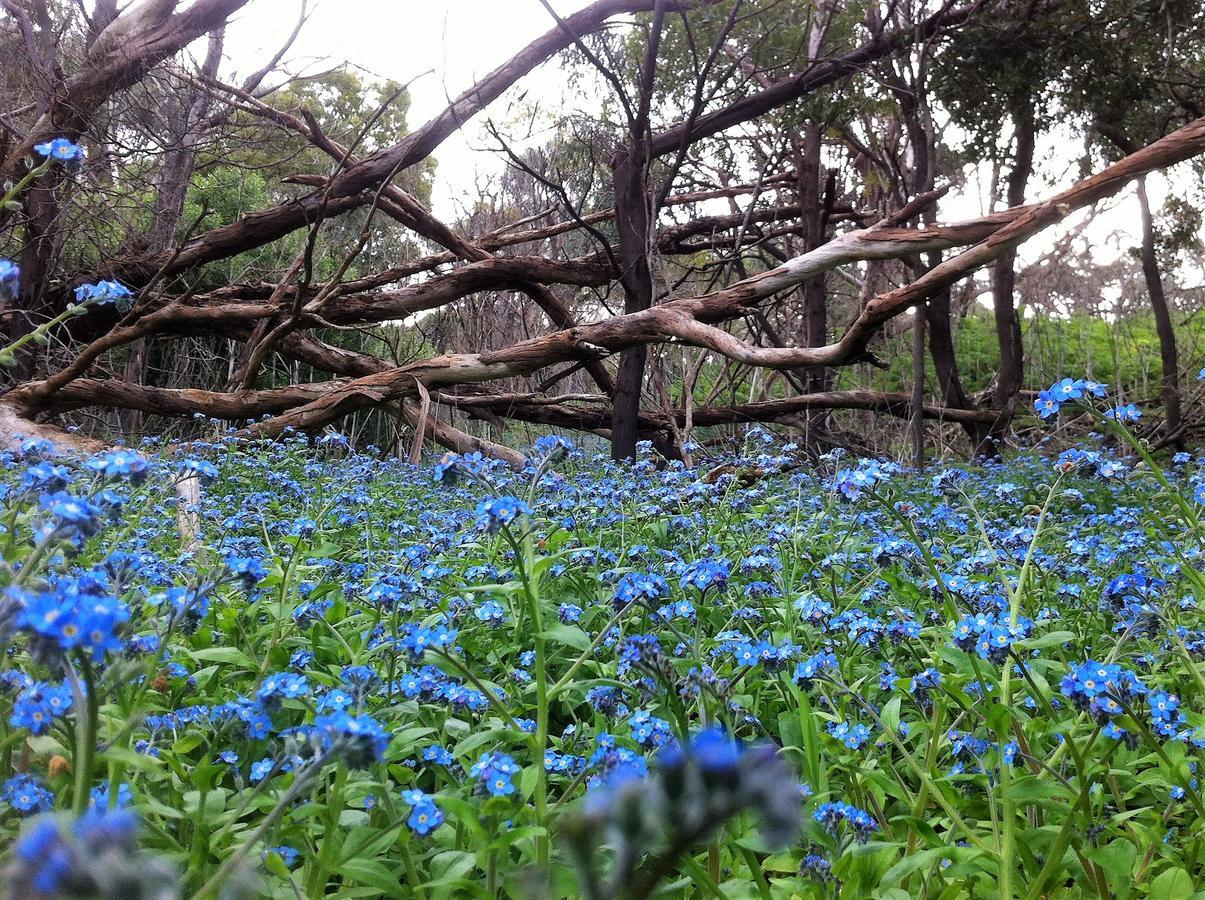 The Estate Koroit Boutique Hotel Eksteriør billede